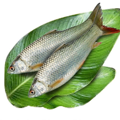 Fresh Mrigal Fish – Tender, Nutritious & Farm Fresh