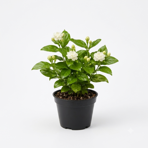 Healthy Tagar Flower Plant – Live Crape Jasmine for Home & Garden