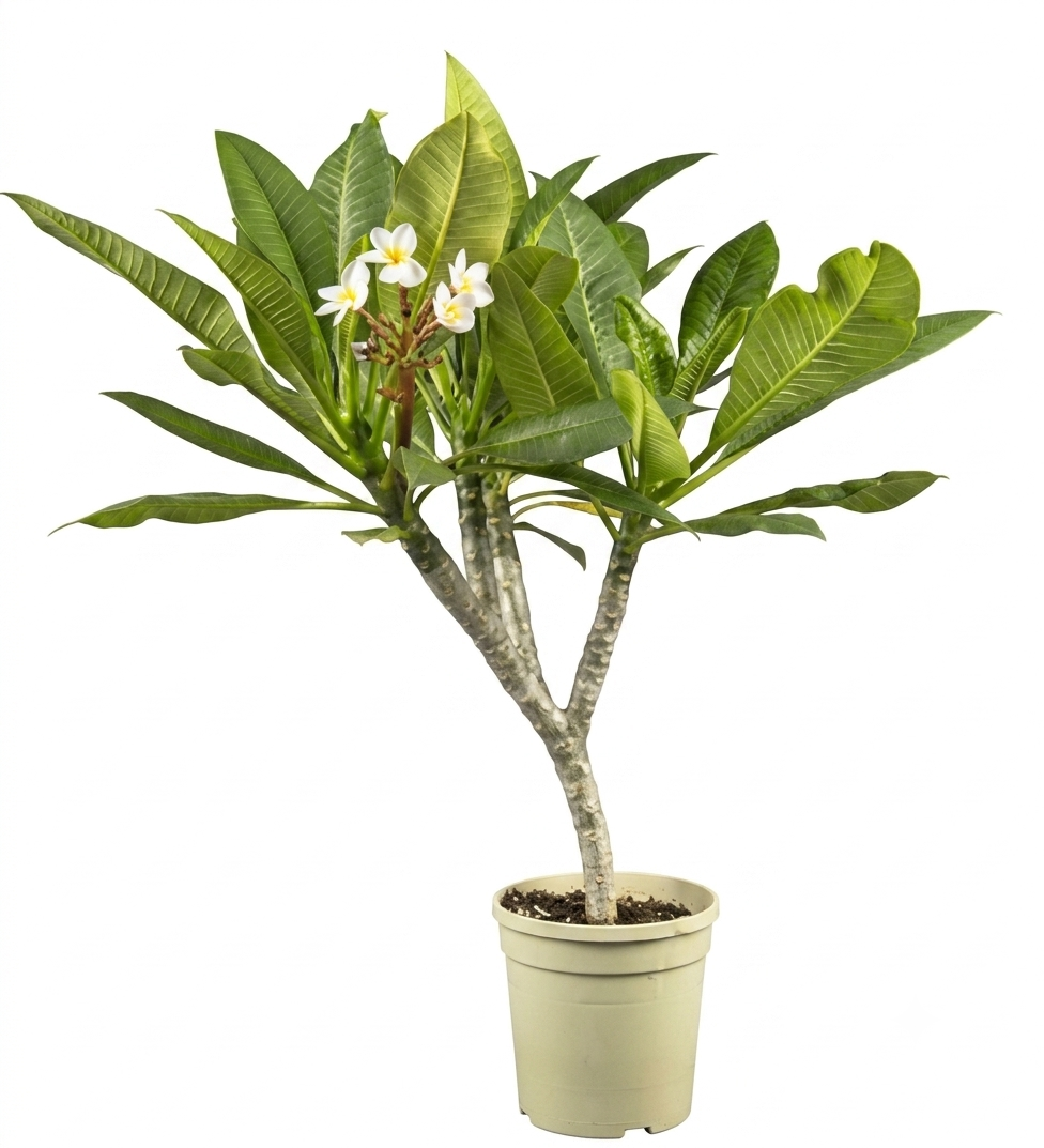 Healthy Chapa Flower Plant – Fragrant Champak Tree for Home & Garden