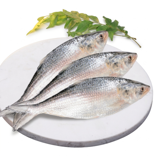 Fresh Ilish – Tender Baby Hilsa, Rich in Omega-3 & Flavour