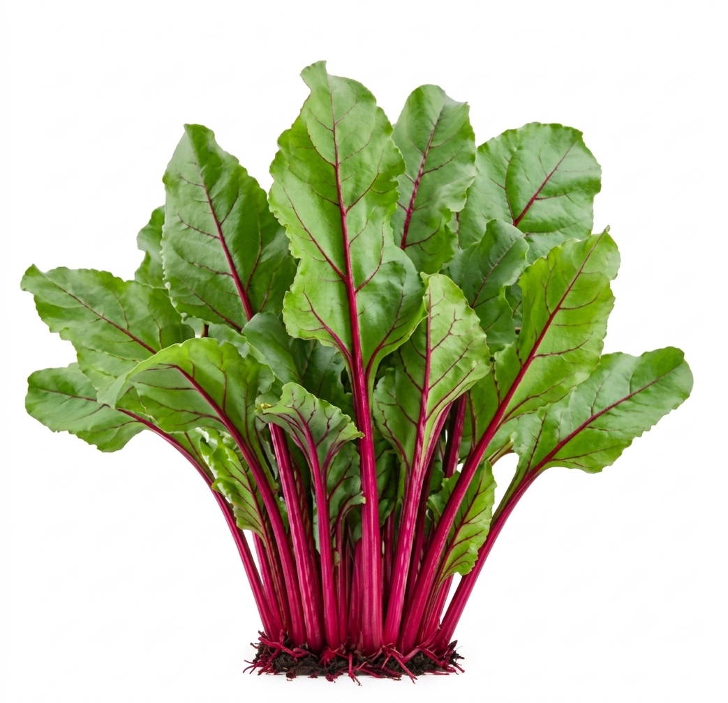 Fresh Beet Greens – Farm Fresh Beetroot Leaves for Healthy Cooking