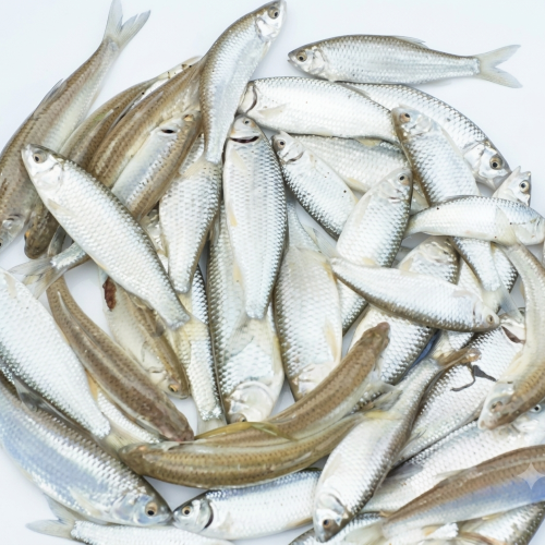 Fresh Boroli Fish – Delicate, Flavorful & Protein-Rich Freshwater Fish
