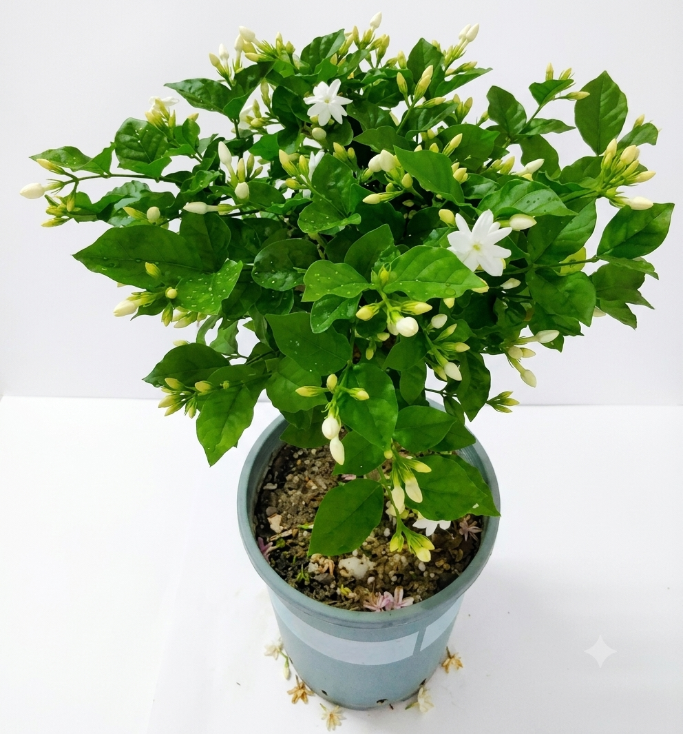 Healthy Jui Flower Plant – Fragrant Live Jasmine Plant for Home & Garden
