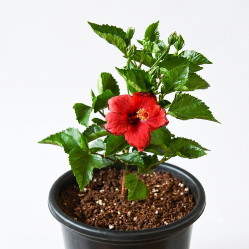 Healthy Jaba Ful (Hibiscus) Plant – Live Flowering Plant for Home & Garden