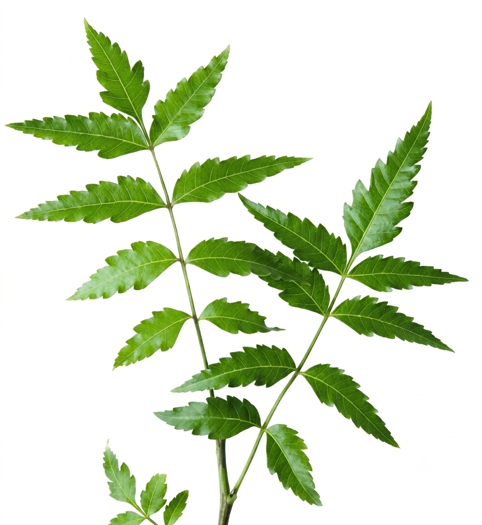 Fresh Neem Pata – Farm Fresh Neem Leaves for Traditional & Culinary Use
