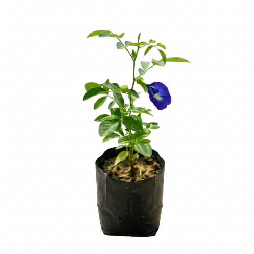 Healthy Aparajita Flower Plant – Live Butterfly Pea Climber for Home & Garden