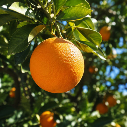 Farm Fresh Oranges – Juicy, Sweet & Rich in Vitamin C