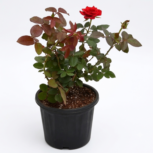 Fresh Red Rose (Lal Golap) – Premium Fragrant Flowers for Gifting & Decoration