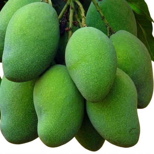 Fresh Green Mango – Crisp, Tangy & Perfect for Pickles, Chutneys and Curries