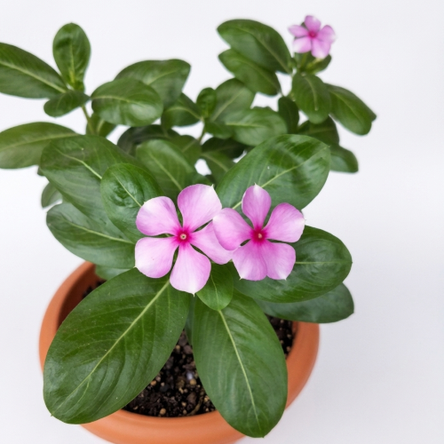 Healthy Nayantara Flower Plant – Live Periwinkle for Home & Garden