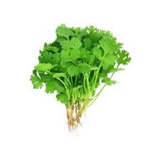 Fresh Coriander Leaves – Aromatic & Farm Fresh