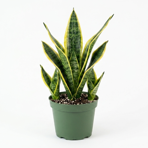 Healthy Snake Plant – Live Indoor Air Purifying Plant for Home & Office