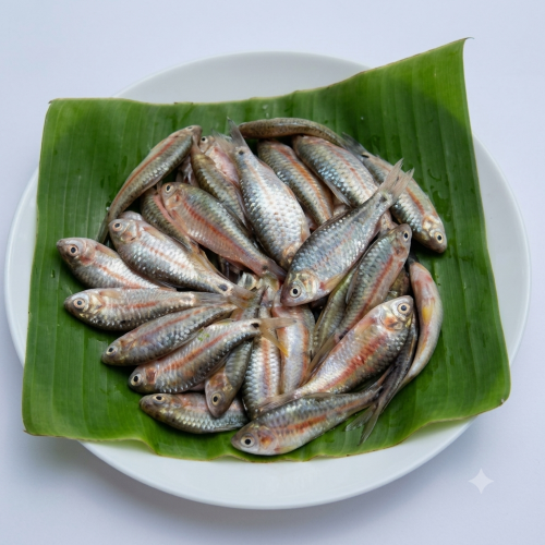 Fresh Puti Fish – Small Freshwater Fish, Rich in Protein & Calcium