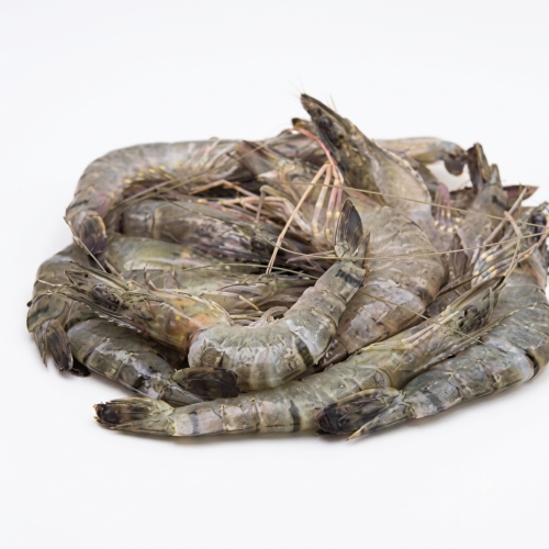 Fresh Choto Golda Chingri – Small, Juicy & Perfect for Bengali Seafood Recipes