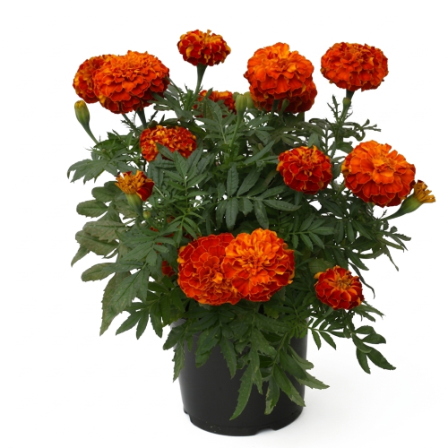 Healthy Rakto Gada (Red Marigold) Plant – Live Flowering Plant for Home & Garden