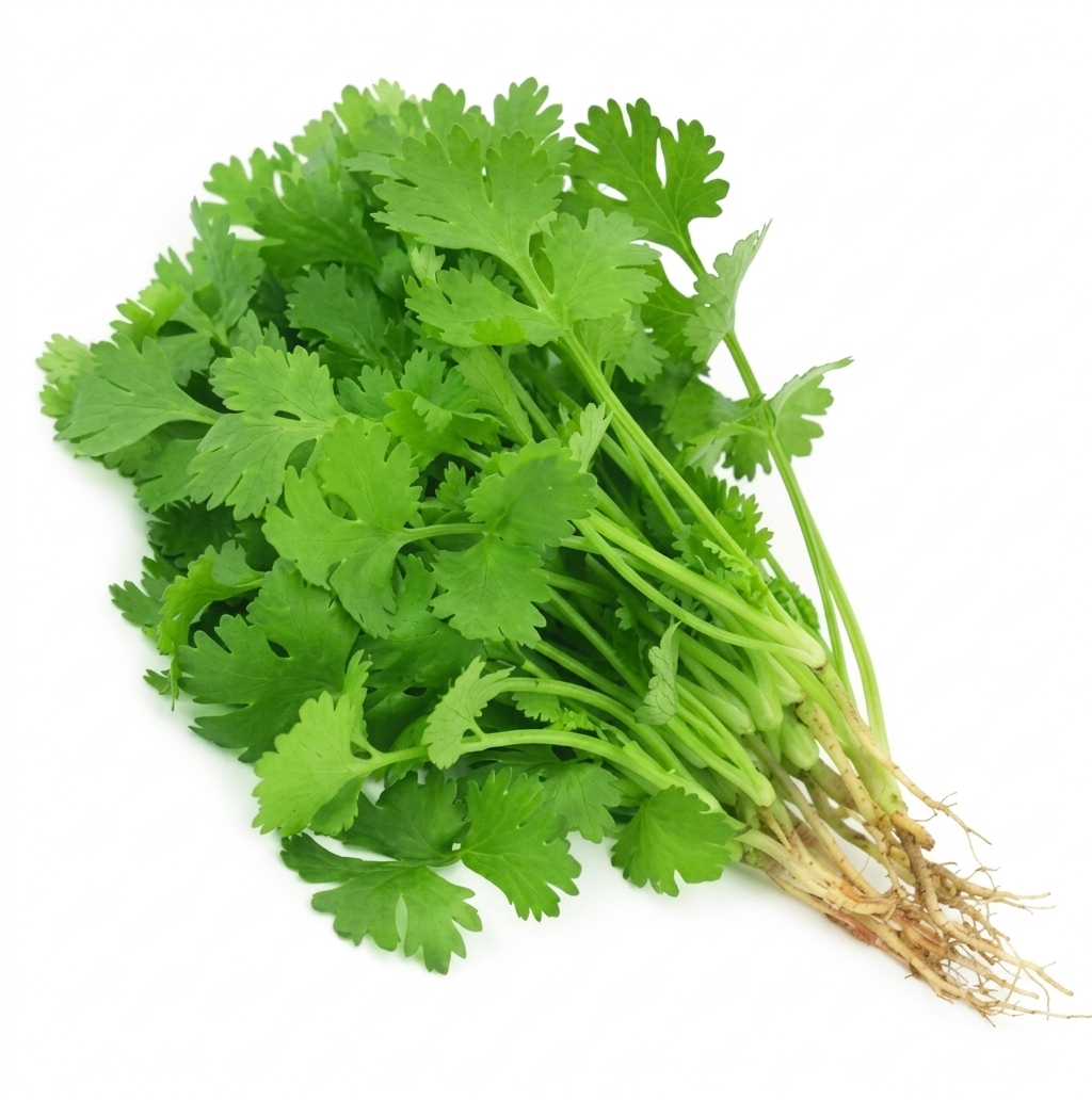 Fresh Dhaniya Pata – Farm Fresh Coriander Leaves for Everyday Cooking