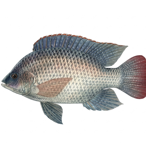 Fresh Tilapia Fish – Farm Fresh, Lean Protein & Great for Everyday Meals