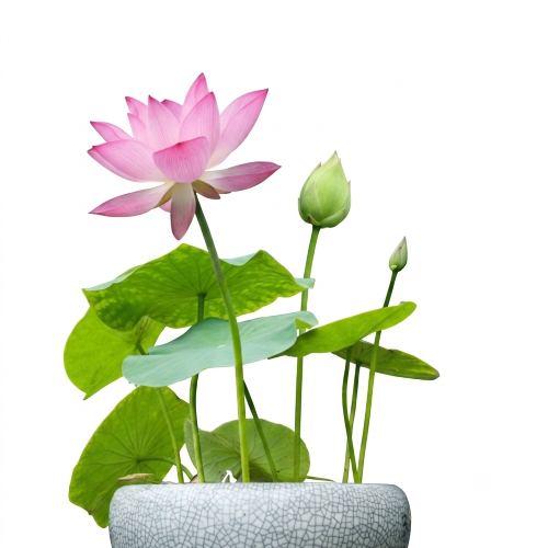 Healthy Padma (Lotus) Plant – Live Aquatic Flowering Plant for Pond & Water Garden