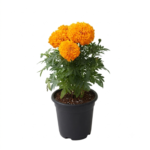 Healthy Marigold Plant – Live Flowering Plant for Home, Garden & Puja