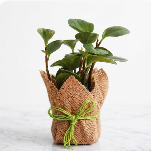 Healthy Peperomia Plant – Live Indoor Foliage Plant for Home & Office