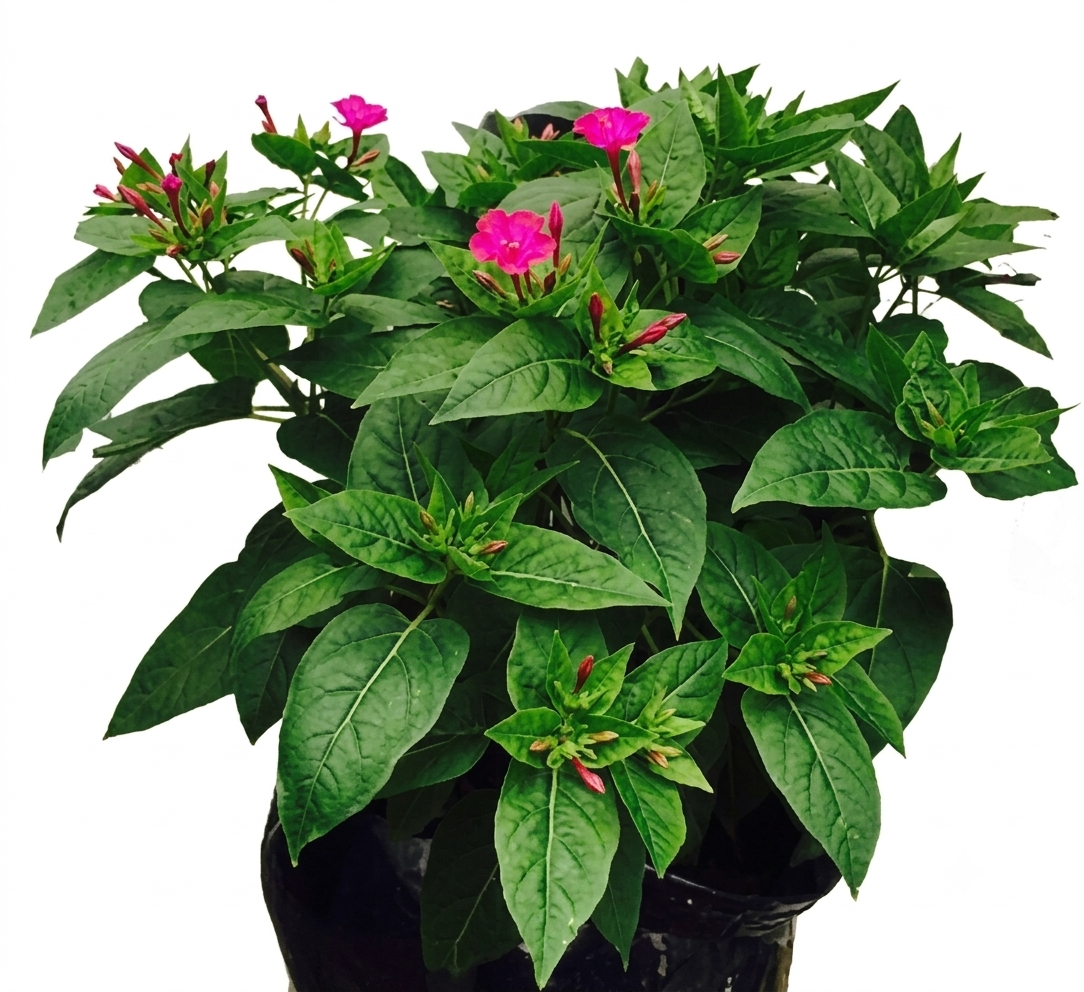 Healthy Pink Mirabilis Jalapa Plant – Live Four O'Clock Flower for Home & Garden