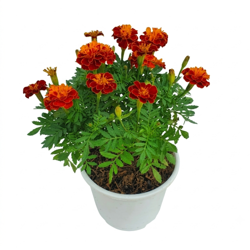Healthy Rakto Gada (Red Marigold) Plant – Live Flowering Plant for Home & Garden