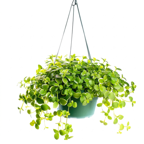 Healthy Hanging Peperomia Plant – Live Trailing Indoor Plant for Home & Office