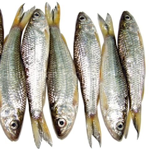 Fresh Boroli Fish – Delicate, Flavorful & Protein-Rich Freshwater Fish