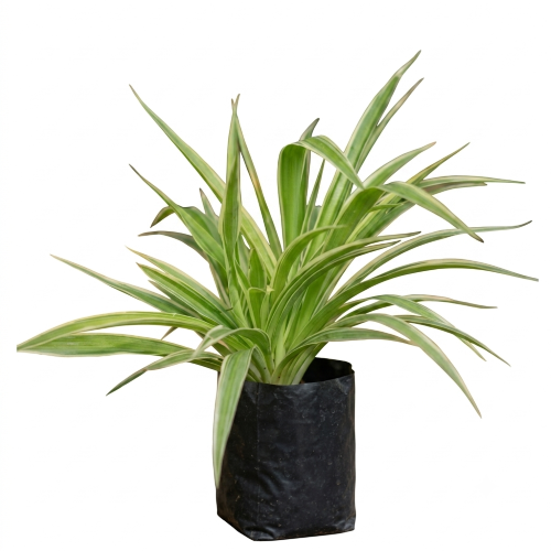 Healthy Spider Plant – Live Indoor Air Purifying Plant for Home & Office
