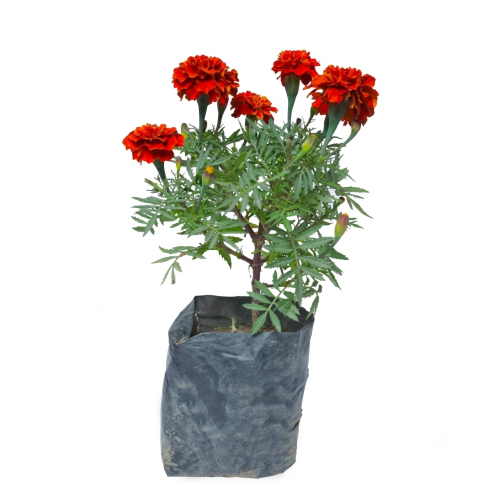 Healthy Rakto Gada (Red Marigold) Plant – Live Flowering Plant for Home & Garden
