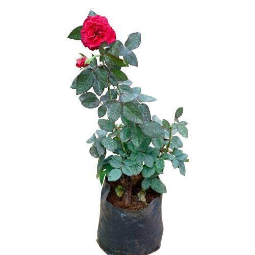 Fresh Red Rose (Lal Golap) – Premium Fragrant Flowers for Gifting & Decoration