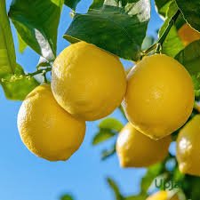 Fresh Kagzi Lemon – Juicy, Tangy & Refreshing