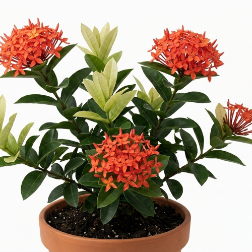 Healthy Rangan Flower Plant – Live Ixora Plant for Home & Garden