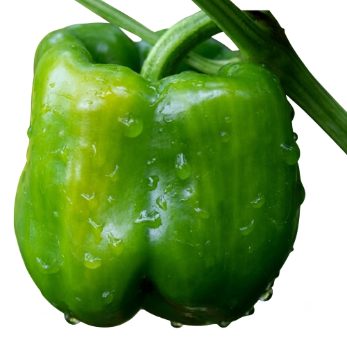Fresh Capsicum – Crisp, Crunchy & Farm Fresh Green Bell Pepper