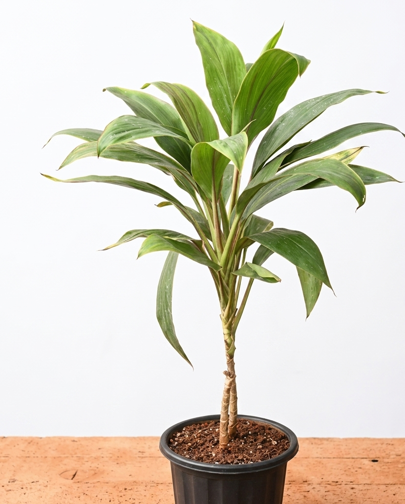 Healthy Green Dracaena Plant – Live Indoor Air Purifying Plant for Home & Office