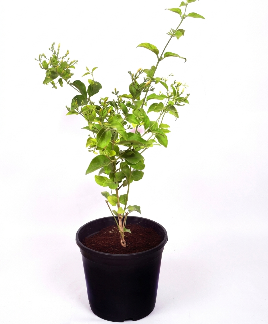 Healthy Jui Flower Plant – Fragrant Live Jasmine Plant for Home & Garden