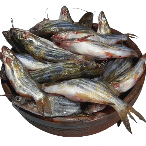 Fresh Small Tangra Fish – Tender, Flavourful & Protein-Rich