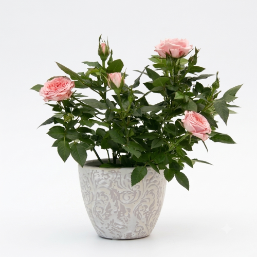 Healthy Pink Rose Plant – Live Flowering Plant for Home & Garden