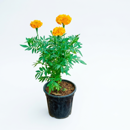 Healthy Marigold Plant – Live Flowering Plant for Home, Garden & Puja