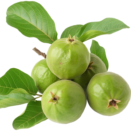 Farm Fresh Guava – Sweet, Juicy & Rich in Vitamin C