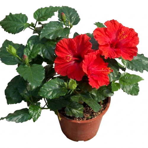 Healthy Jaba Ful (Hibiscus) Plant – Live Flowering Plant for Home & Garden