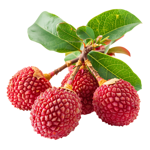 Farm Fresh Litchi – Sweet, Juicy & Naturally Refreshing