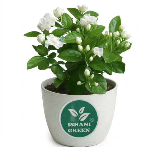 Healthy Tagar Flower Plant – Live Crape Jasmine for Home & Garden