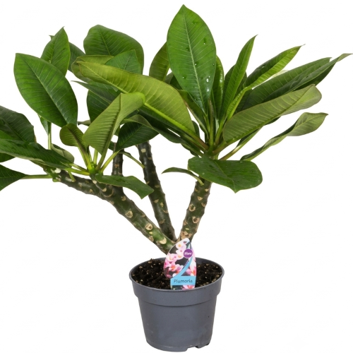 Healthy Chapa Flower Plant – Fragrant Champak Tree for Home & Garden