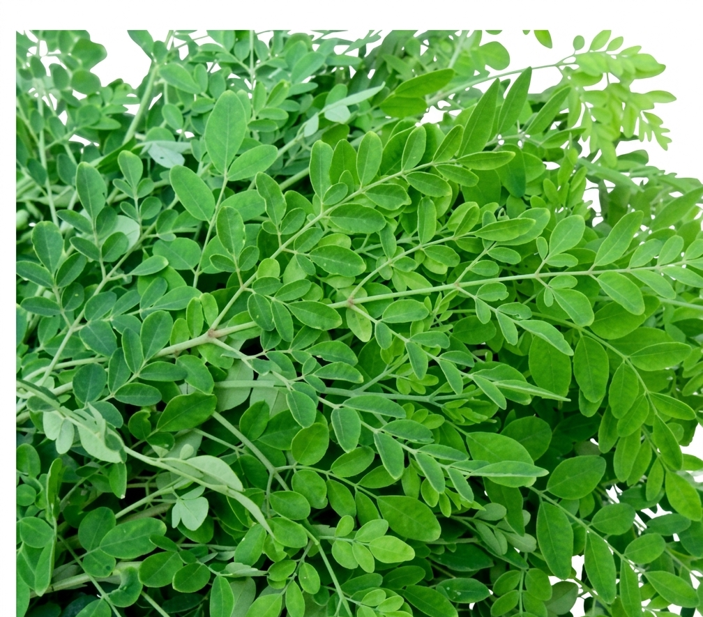 Fresh Sajne Pata (Drumstick Leaves) – Farm Fresh Nutritious Moringa Greens