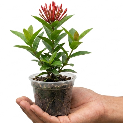 Healthy Rangan Flower Plant – Live Ixora Plant for Home & Garden
