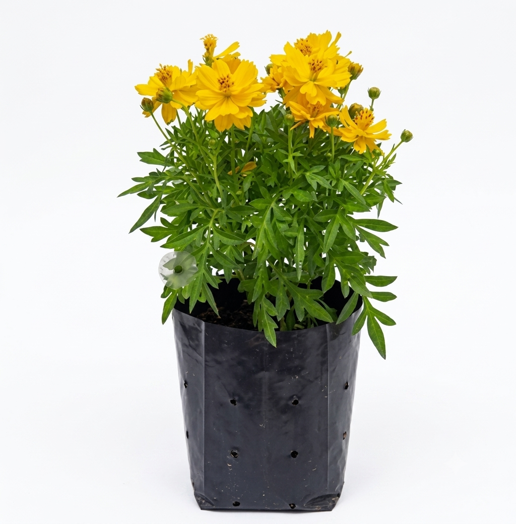 Healthy Cosmic Yellow Plant – Live Flowering Plant for Home & Garden