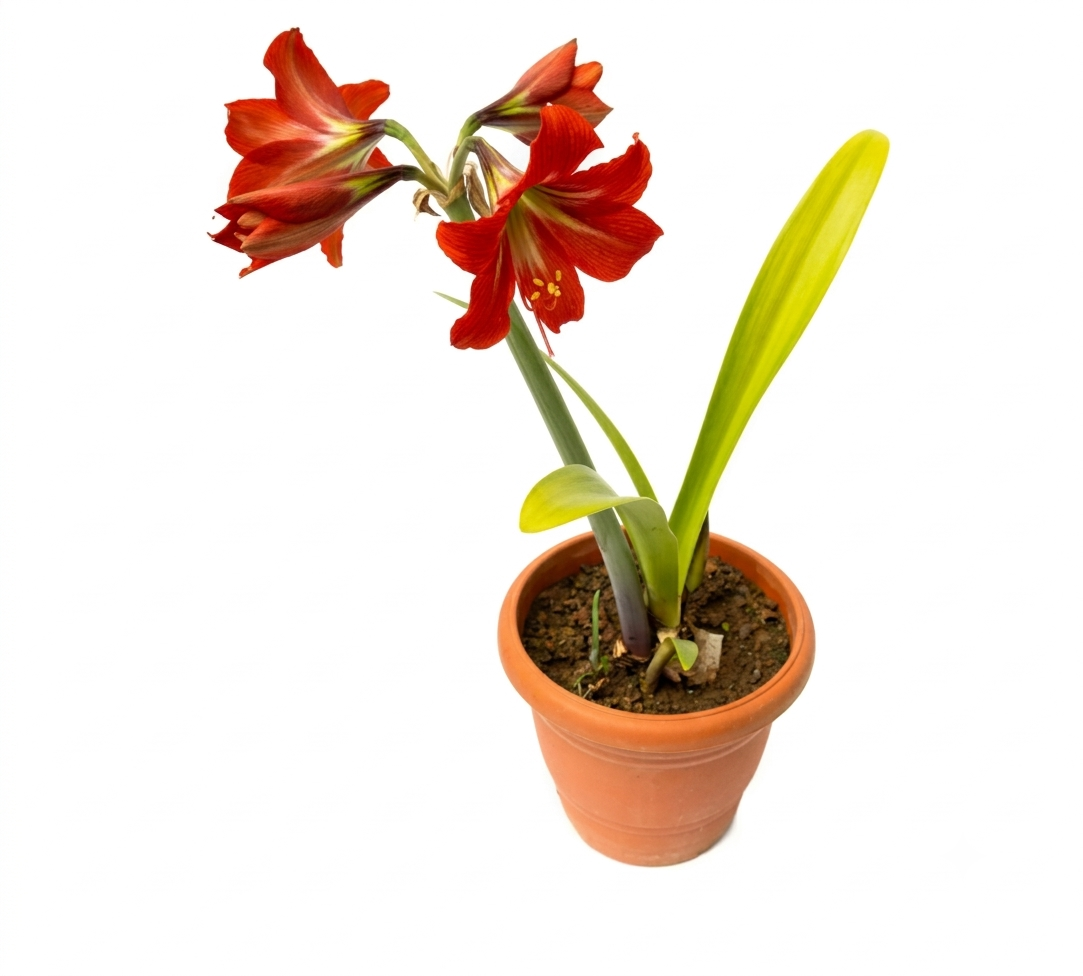Healthy Amaryllis Lily Plant – Live Flowering Plant for Home & Garden