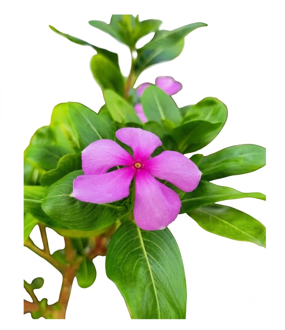 Healthy Nayantara Flower Plant – Live Periwinkle for Home & Garden
