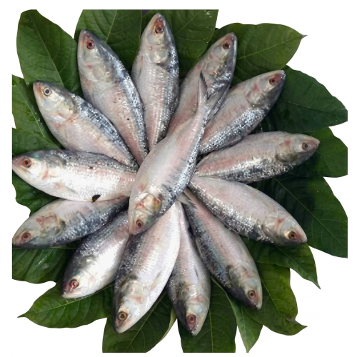 Fresh Khoka Ilish – Tender Baby Hilsa, Rich in Omega-3 & Flavour